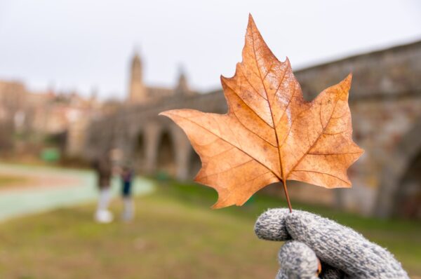 A person holding an orange leaf somewhere in England.